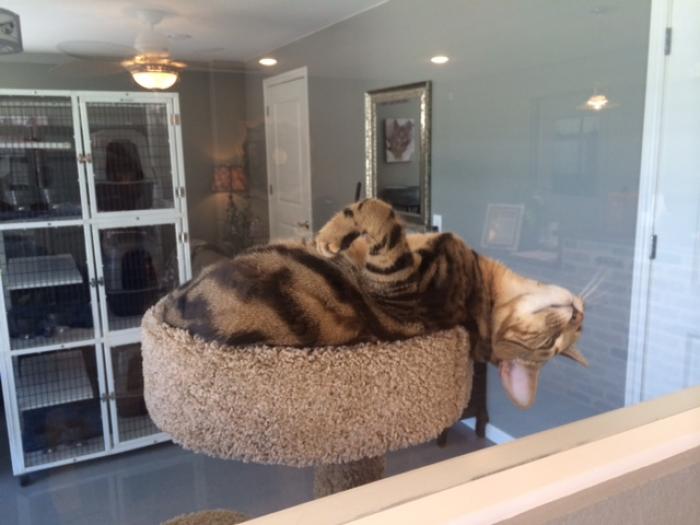 Boarding Jin's Bed and Biscuits